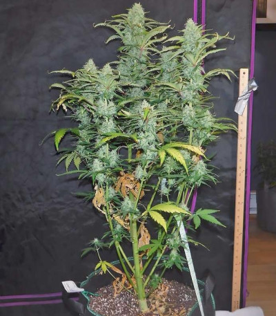 Сорт Green Crack auto fem (FastBuds)