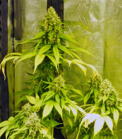 Сорт Lucid Bolt fem (Paradise Seeds)