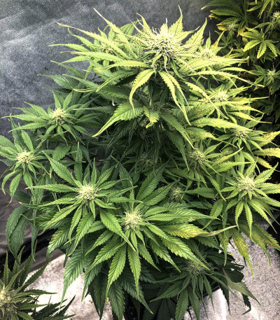 Сорт Cream Cookies auto fem (FastBuds)