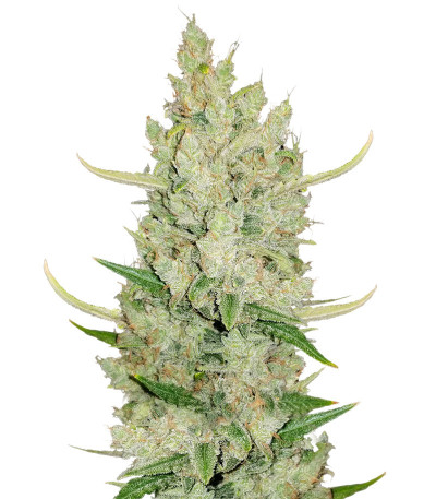 Сорт Original Auto Sour Diesel fem (FastBuds)