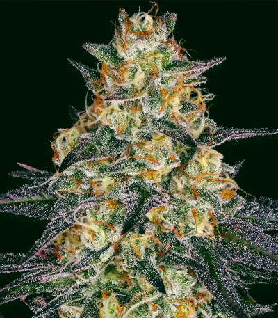 Сорт El Dorado OG fem (Paradise Seeds)