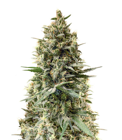 Сорт Chocobang fem (Delicious Seeds)