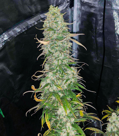 Сорт Monster Girl Scout Cookies fem (Monster Genetics)