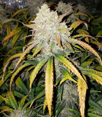 Сорт Original AK Auto fem (FastBuds)