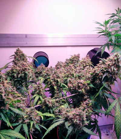 Сорт Auto White Widow fem (Dutch Passion)