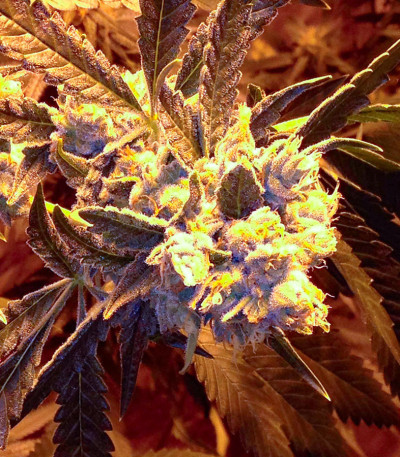 Сорт #9 Pound Hammer Fast fem (High Speed ​​Buds)