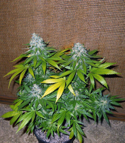 Сорт 8 Ball Kush fem