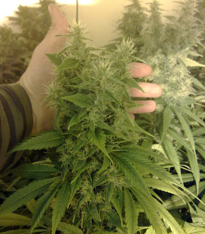 Сорт Dieseltonic fem (Resin Seeds)