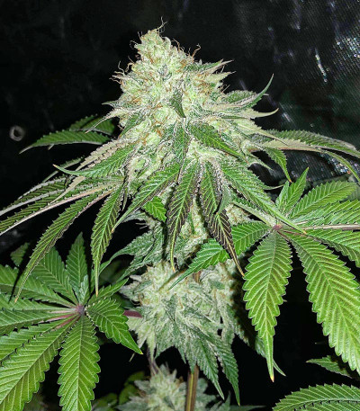 Сорт Godzilla Original Glue GG#4 fem (Herbies Seeds)