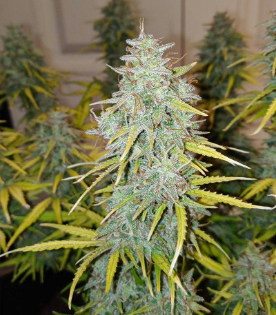 Сорт Original Cinderella Auto fem (FastBuds)