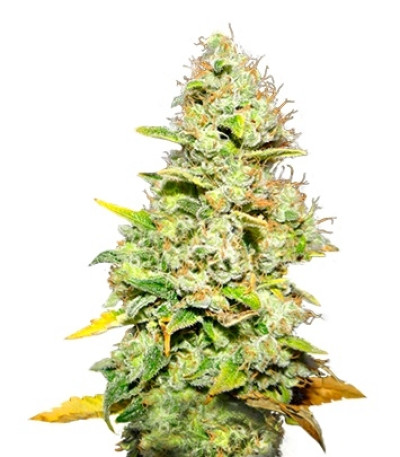 Сорт White Widow fem (Medical Seeds)