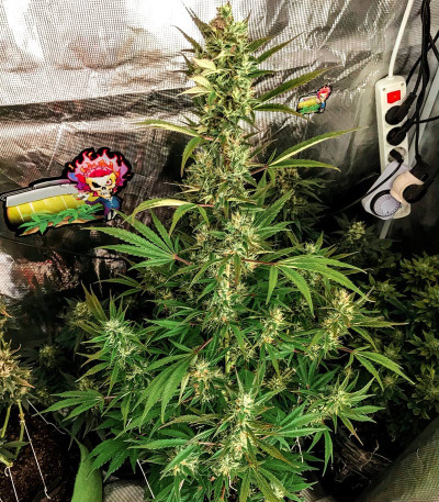 Сорт Auto Lemon Kix (Dutch Passion)