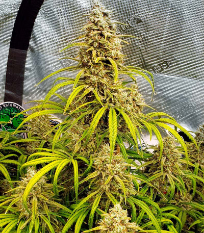 Сорт Strawberry Banana Auto fem (FastBuds)