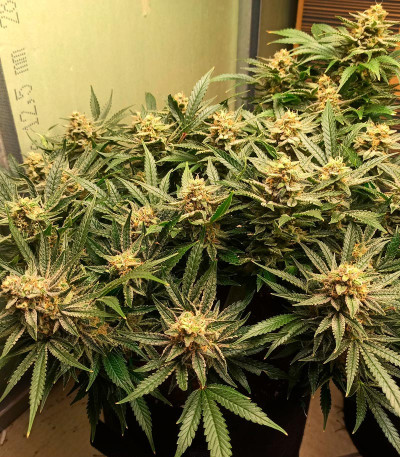 Сорт Bruce Banner Auto fem