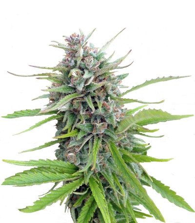 Сорт Exodus Cheese fem (Green House Seeds)