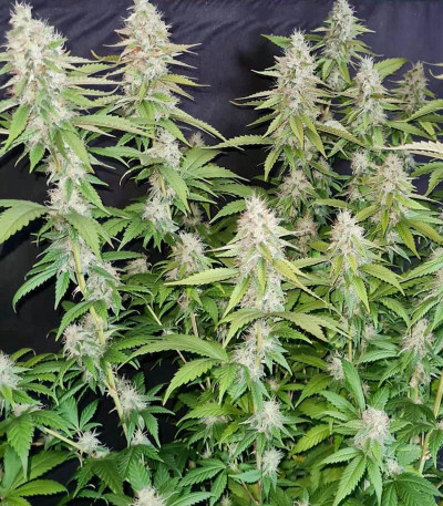 Сорт G13 Haze fem (Barney's Farm)