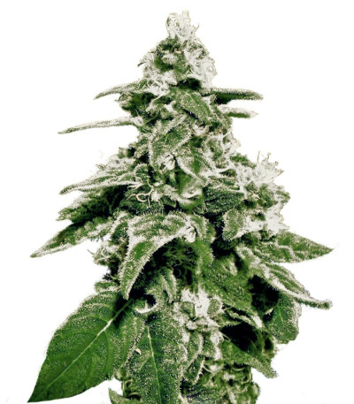 Сорт White Widow Auto fem (Green House Seeds)