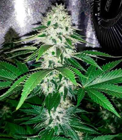 Сорт Banana Rapids fem (Dr. Krippling Seeds)