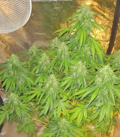 Сорт Devotchka auto fem (Doctor’s Choice)