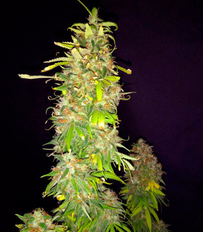 Сорт Strawberry Amnesia fem (Herbies Seeds)