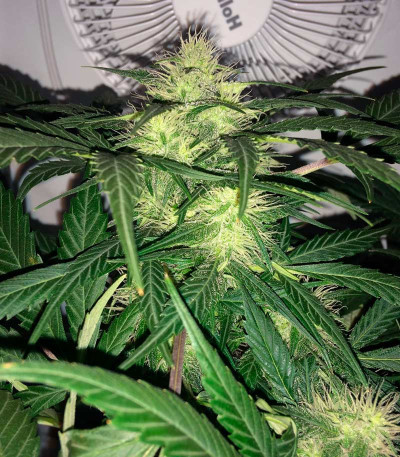 Сорт AK-77V fem (Victory Seeds)