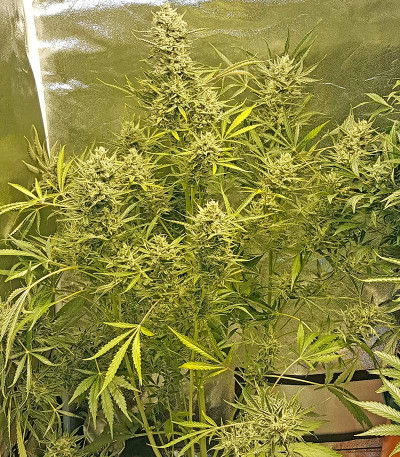 Сорт Blue Cheese Autoflowering fem (Dinafem Seeds)