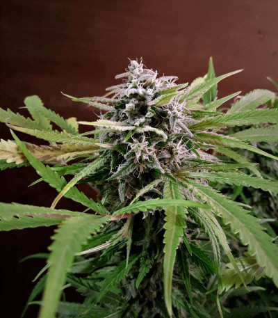 Сорт Holy Punch fem (Green House Seeds)