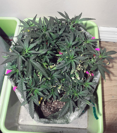 Сорт Pineapple Glue fem (Advanced Seeds)