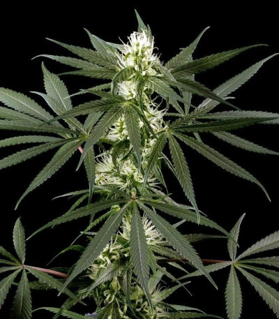 Сорт Super Silver Haze fem (Green House Seeds)