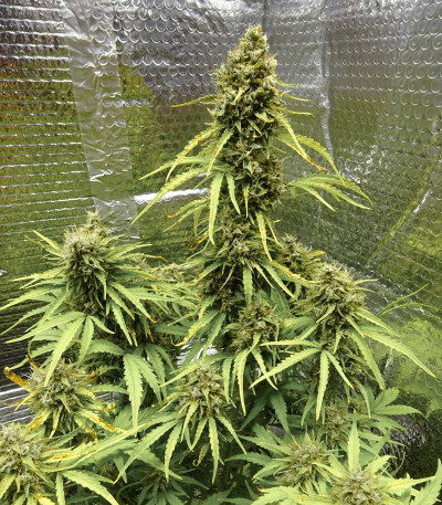 Сорт Wedding Cake Auto fem (Barney's Farm)