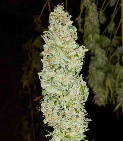 Сорт Sith OG fem (AlphaFem Seeds)