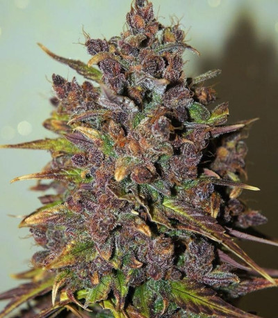 Сорт Fastberry auto fem