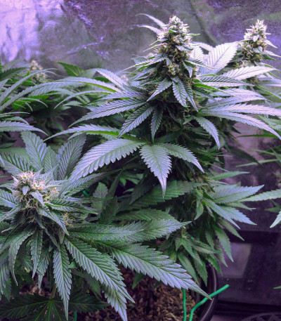 Сорт Northern Lights fem (Pyramid Seeds)