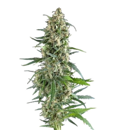 Сорт Amnesia Gold fem (Pyramid Seeds)