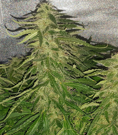 Сорт Auto Afghan Mass fem (00 Seeds)