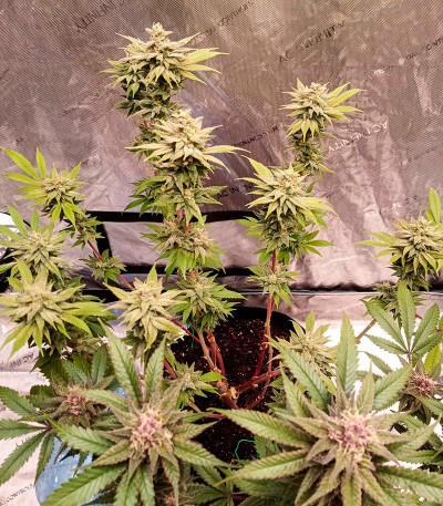 Сорт Apple Betty fem (Herbies Seeds)