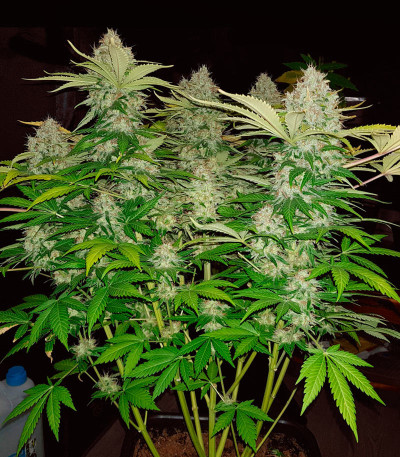 Сорт Monster Moby (Monster Genetics)