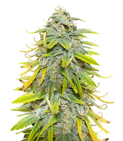 Сорт Northern Lights fem (Herbies Seeds)