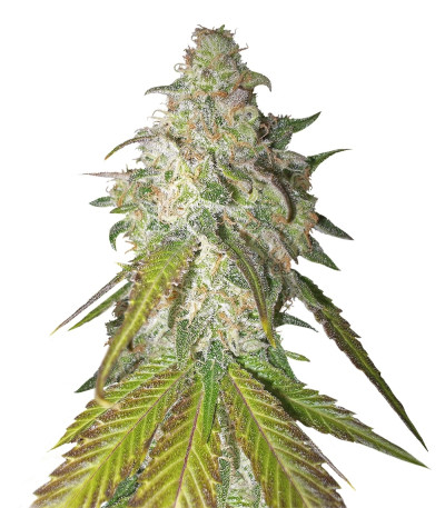 Сорт Sour Diesel fem (Royal Queen Seeds)