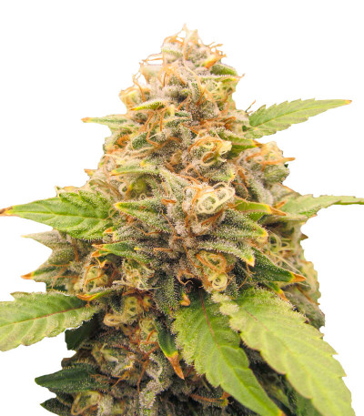 Сорт Lord Kush Early Version fem (Delicious Seeds)