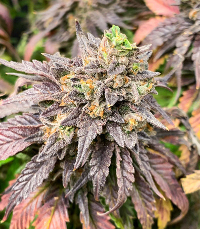 Сорт Chem Cookies fem (AlphaFem Seeds)