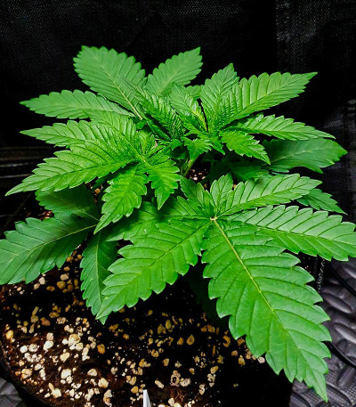 Сорт Wedding Cheesecake FF fem (FastBuds)