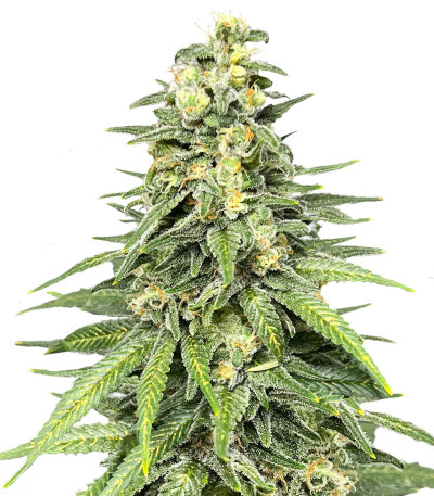 Сорт Dozy Cookies fem (AlphaFem Seeds)