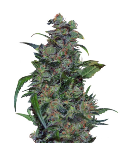 Сорт Tank fem (VIP seeds)