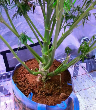 Сорт Incredible Bulk Auto fem (Dr. Krippling Seeds)