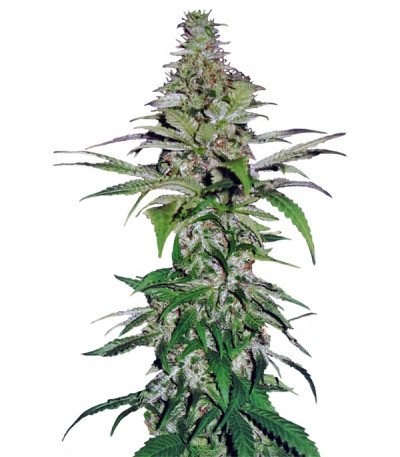 Сорт Northern Lights fem (Pyramid Seeds)