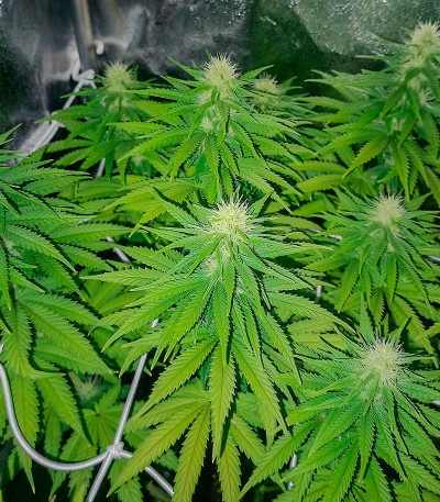 Сорт Za-Za OG fem (Herbies Seeds)