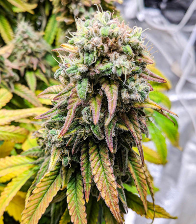 Сорт Fat Banana fem (Royal Queen Seeds)