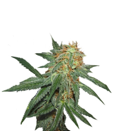 Сорт Great White Shark (Green House Seeds)