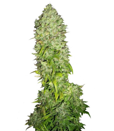 Сорт Big Bang fem (Green House Seeds)